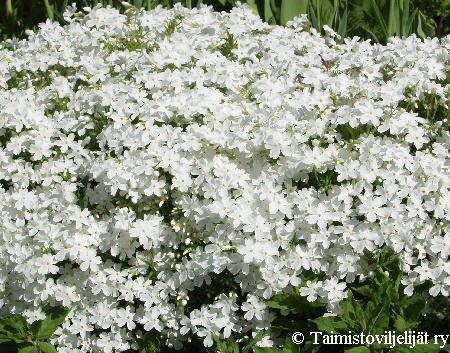 Phlox subulata 'Maischnee' 